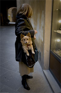 Fontaines � Sienne