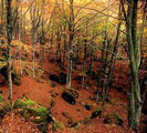 Amiata's wood