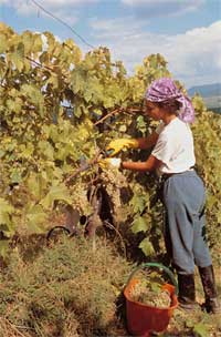 Chianti: la regione del vino